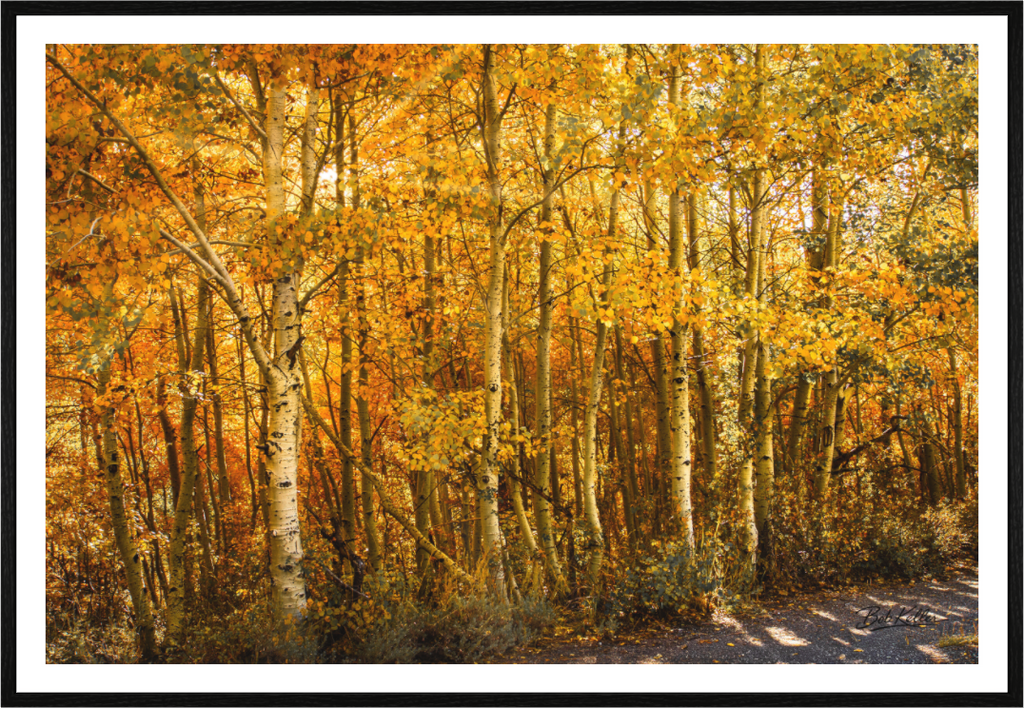 Main image Held in Aspen