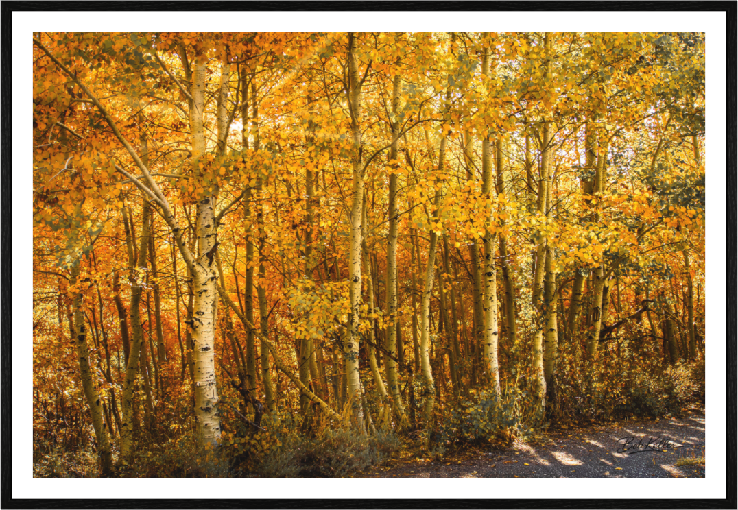 Main image Held in Aspen